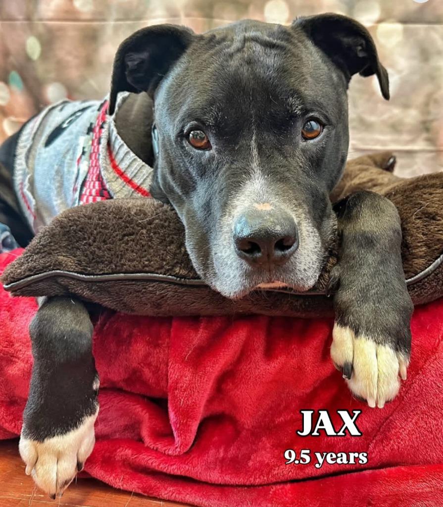 Enlarge Jax, a Adoptable mixed breed in Pomona, NY image 5/5
