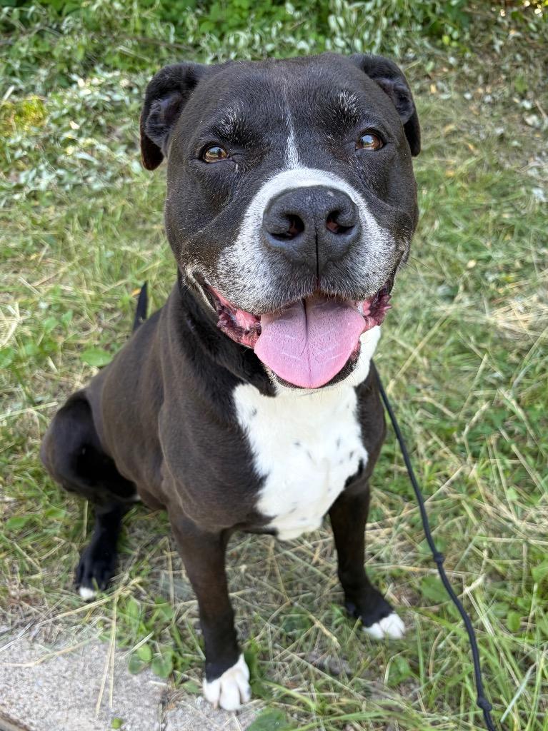 Enlarge Jax, a Adoptable mixed breed in Pomona, NY image 6/6