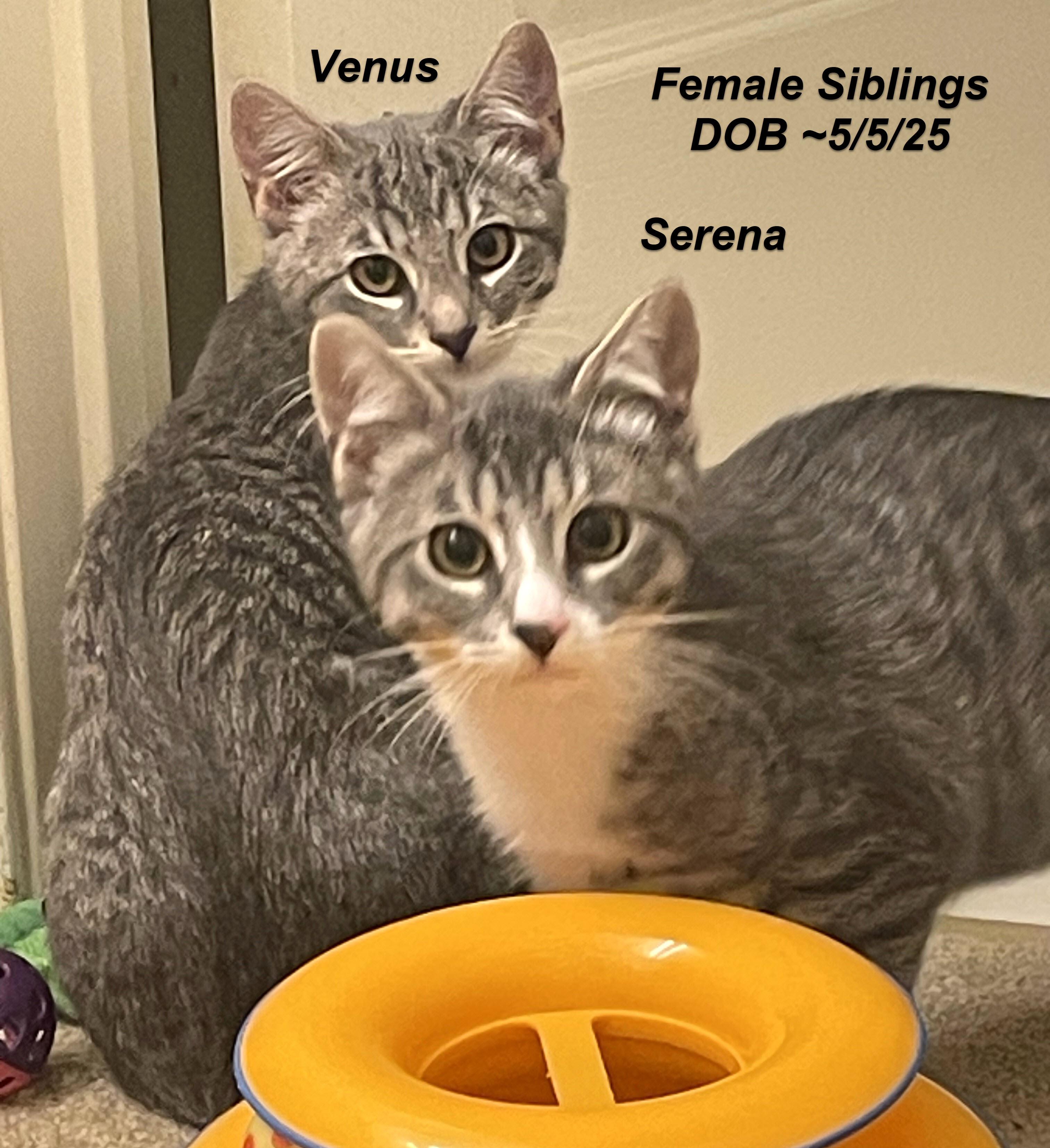 Serena & Venus, a Adoptable Tabby in South San Francisco, CA image 1/3
