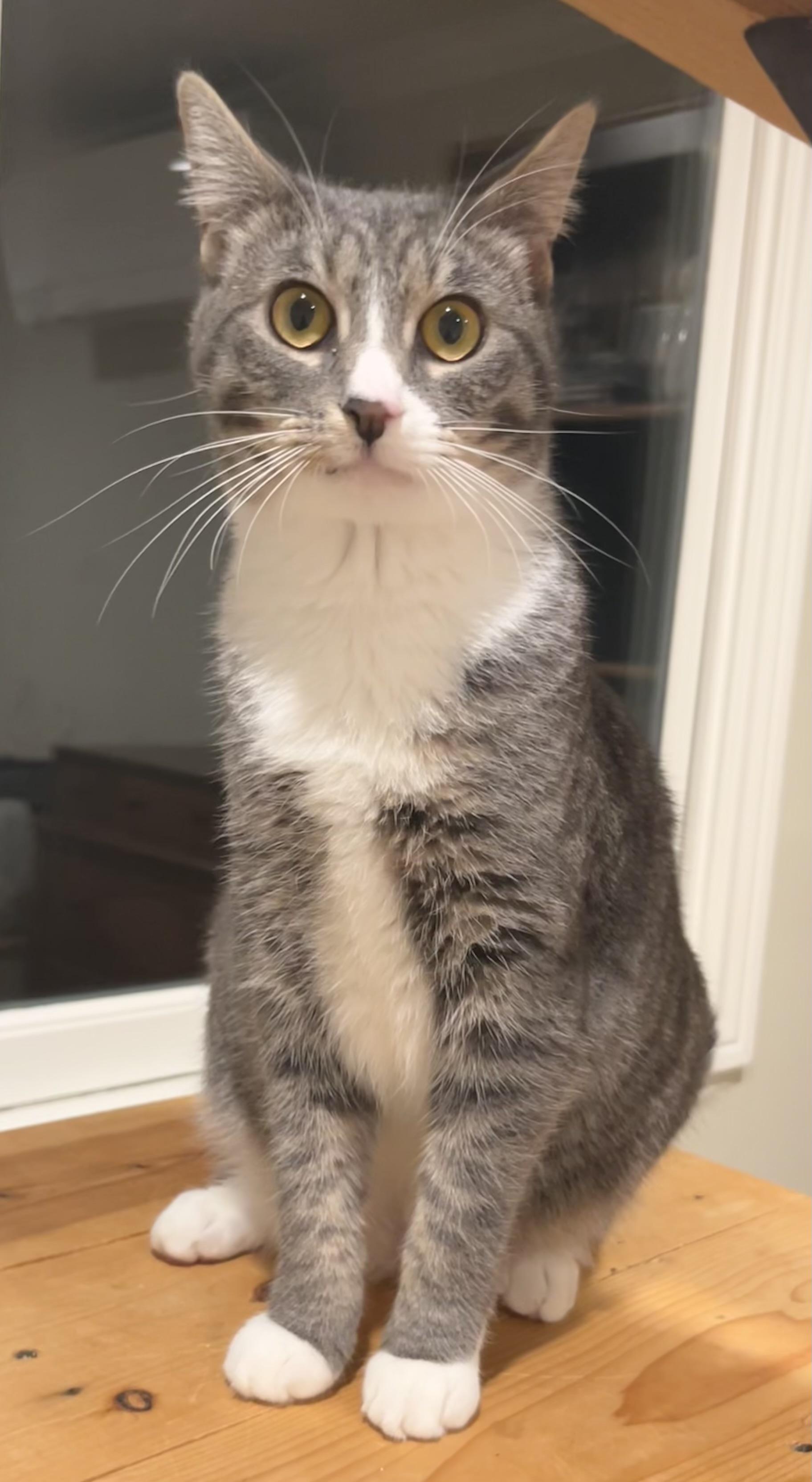 Enlarge Serena & Venus, a Adoptable Tabby in South San Francisco, CA image 4/6