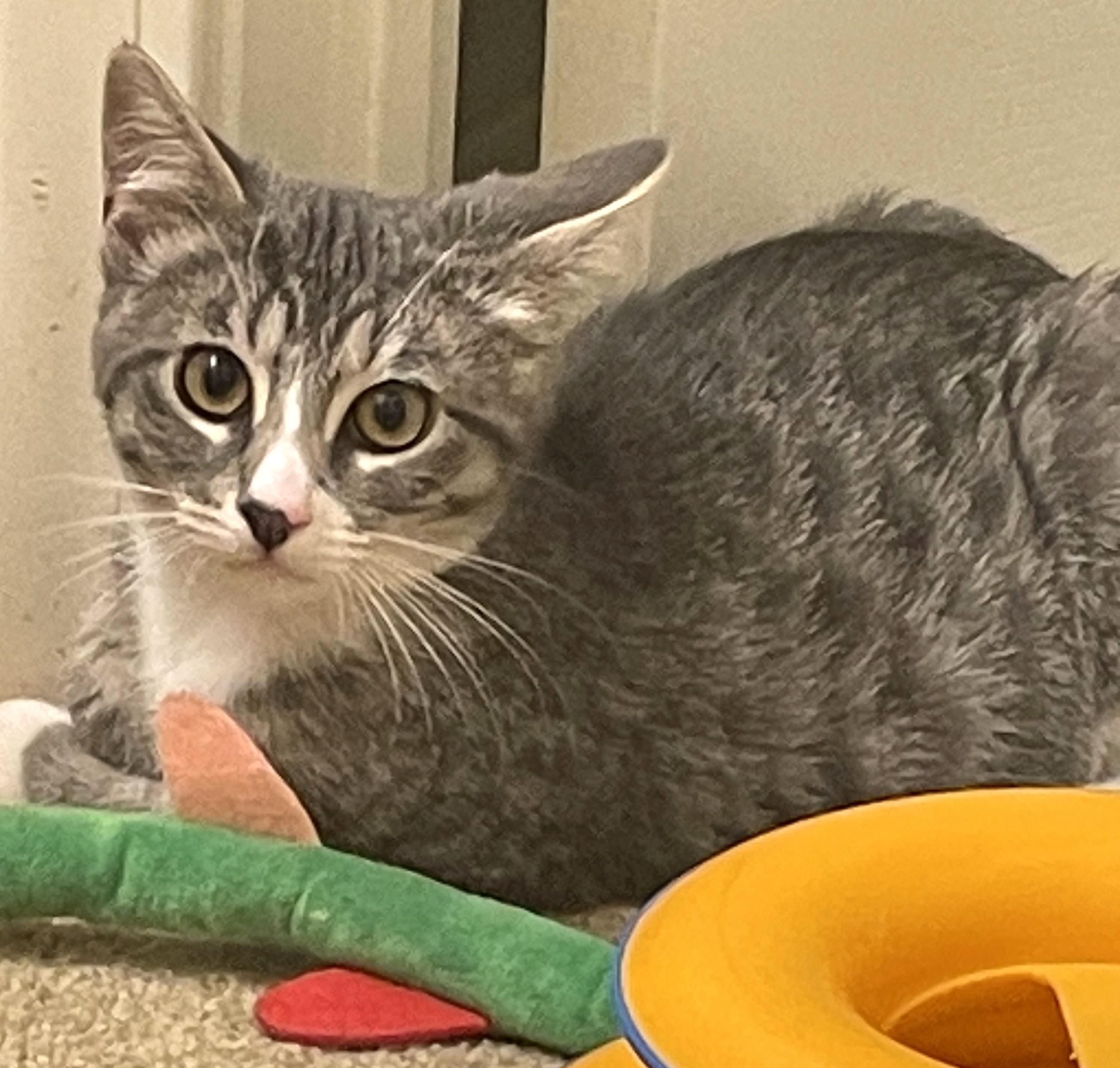 Serena & Venus, a Adoptable Tabby in South San Francisco, CA image 2/3