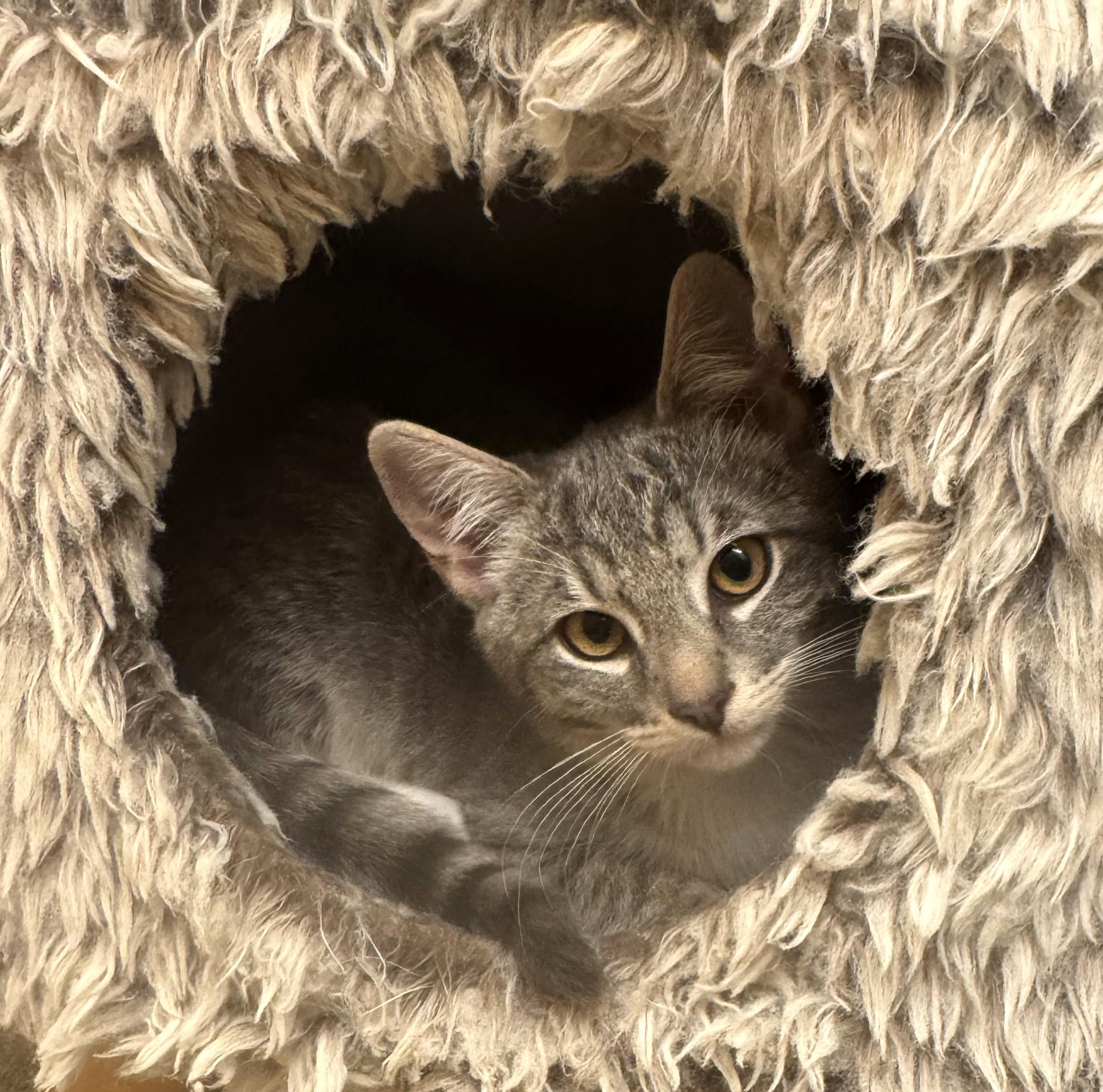 Serena & Venus, a Adoptable Tabby in South San Francisco, CA image 3/3