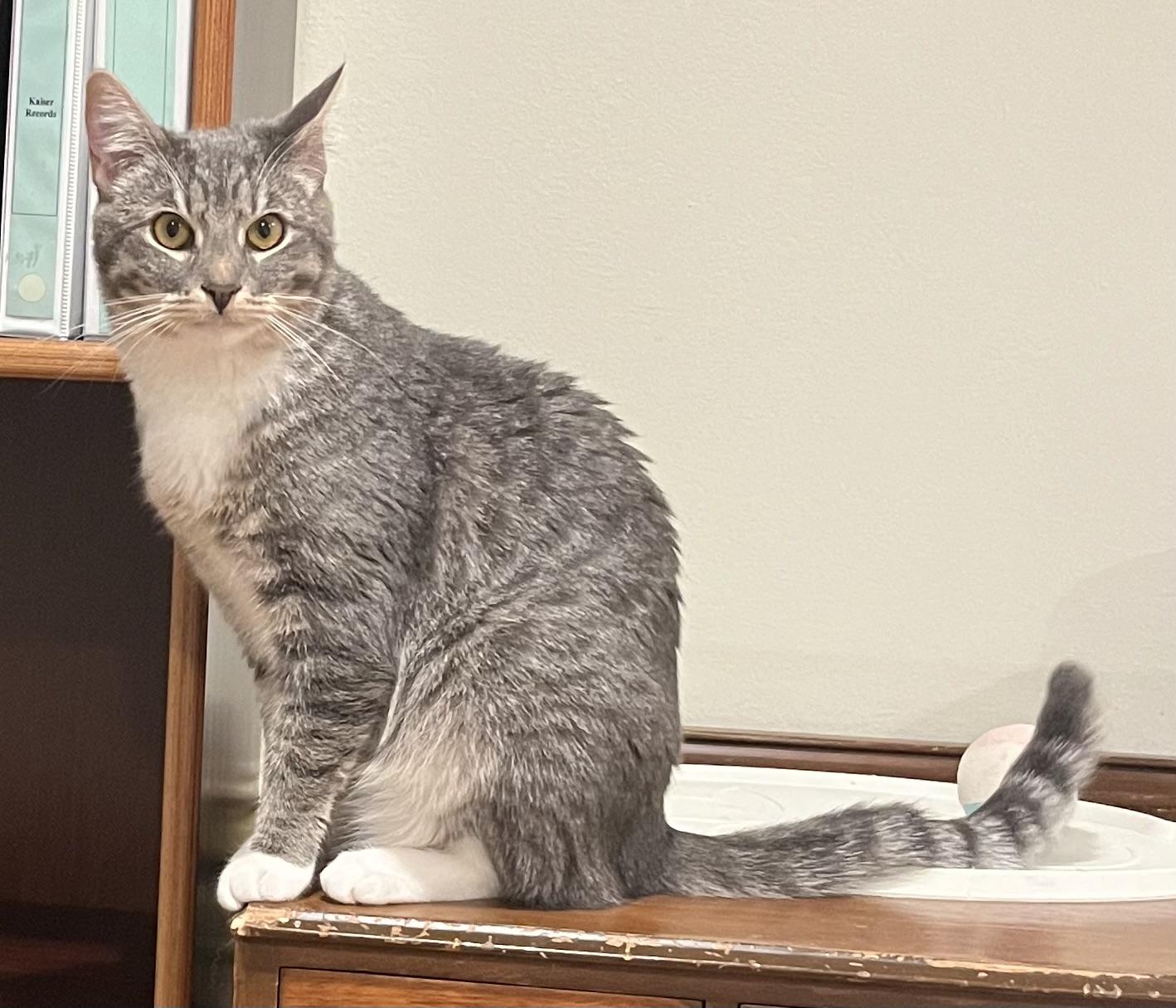 Enlarge Serena & Venus, a Adoptable Tabby in South San Francisco, CA image 3/6