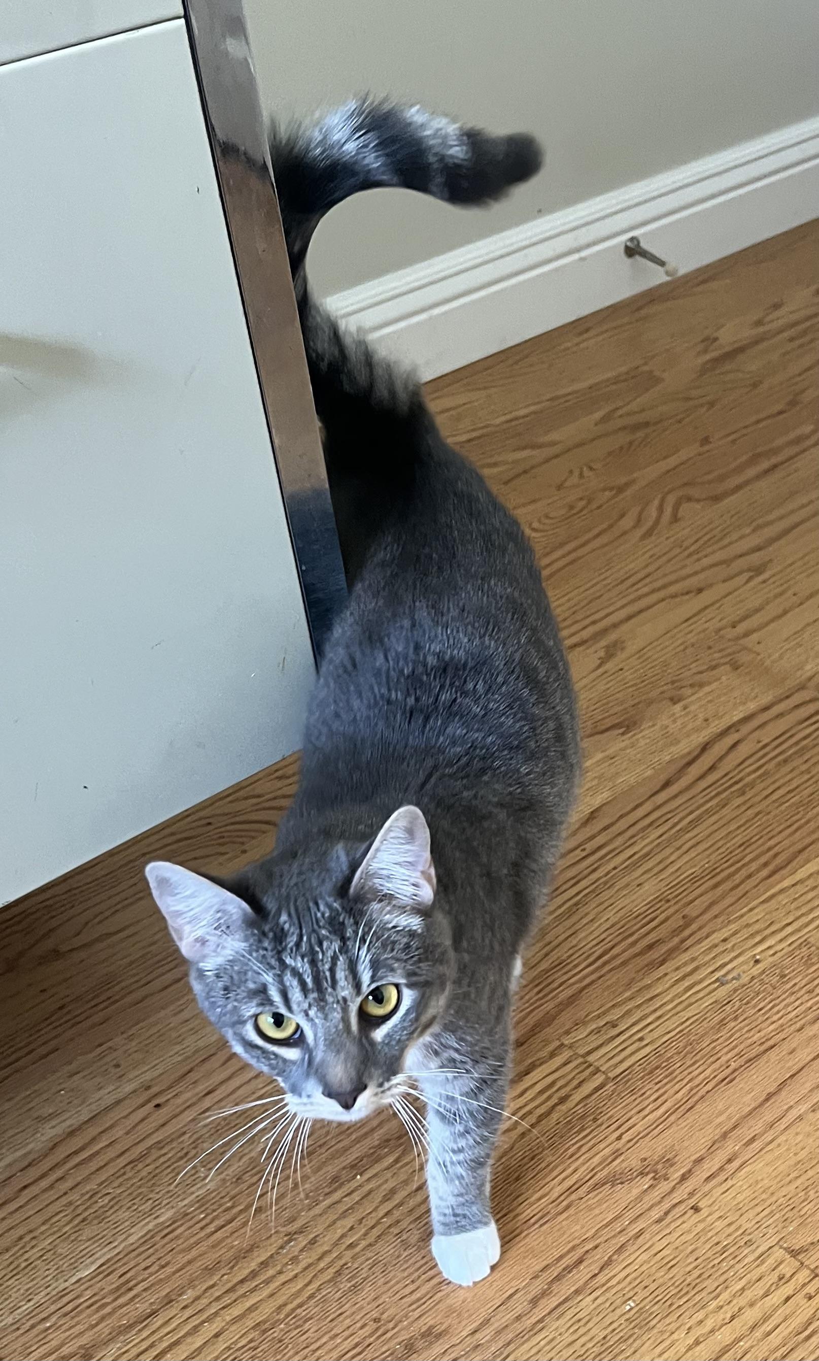 Enlarge Serena & Venus, a Adoptable Tabby in South San Francisco, CA image 5/6