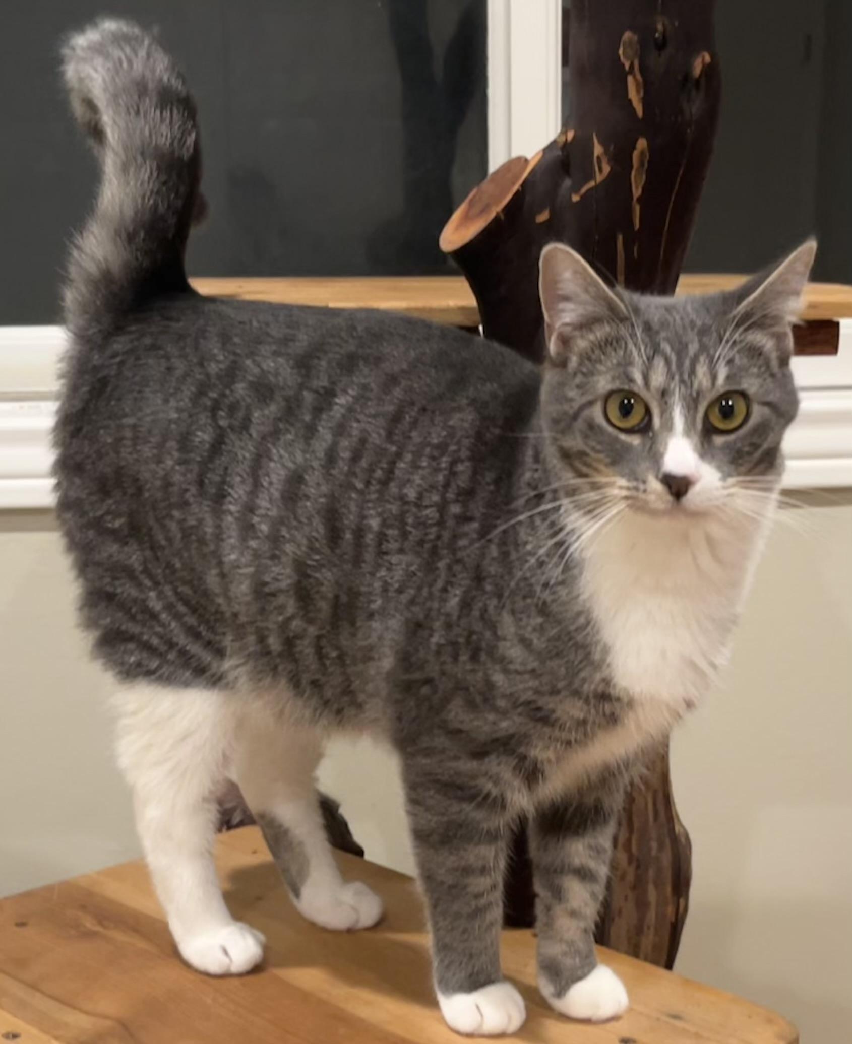 Enlarge Serena & Venus, a Adoptable Tabby in South San Francisco, CA image 2/6