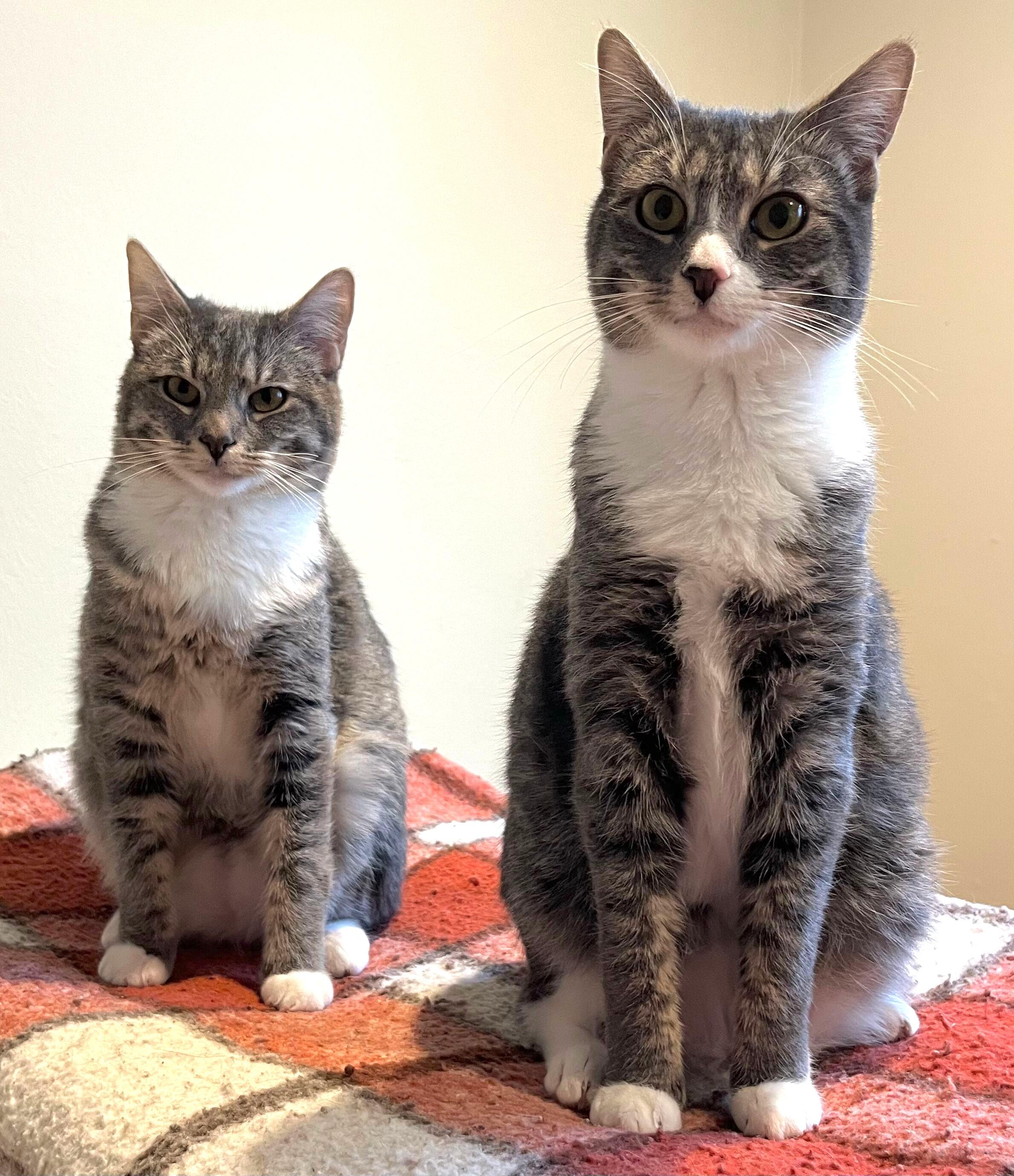 Enlarge Serena & Venus, a Adoptable Tabby in South San Francisco, CA image 1/6
