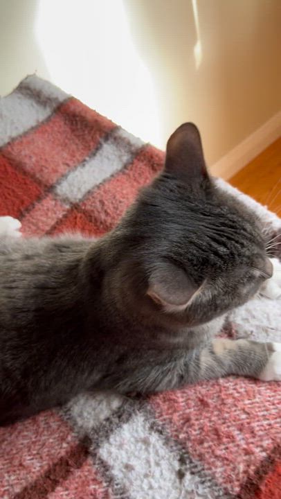 Enlarge Serena & Venus, a Adoptable Tabby in South San Francisco, CA video 6/6