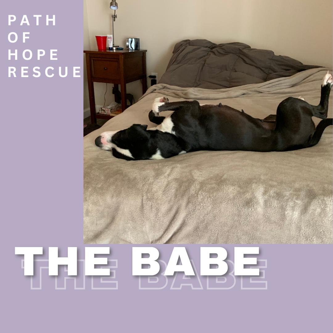 Meet Babe The Playful Loving Pup Ready to Be Your Best Friend Say hello to Babe a 2-year-old Bor