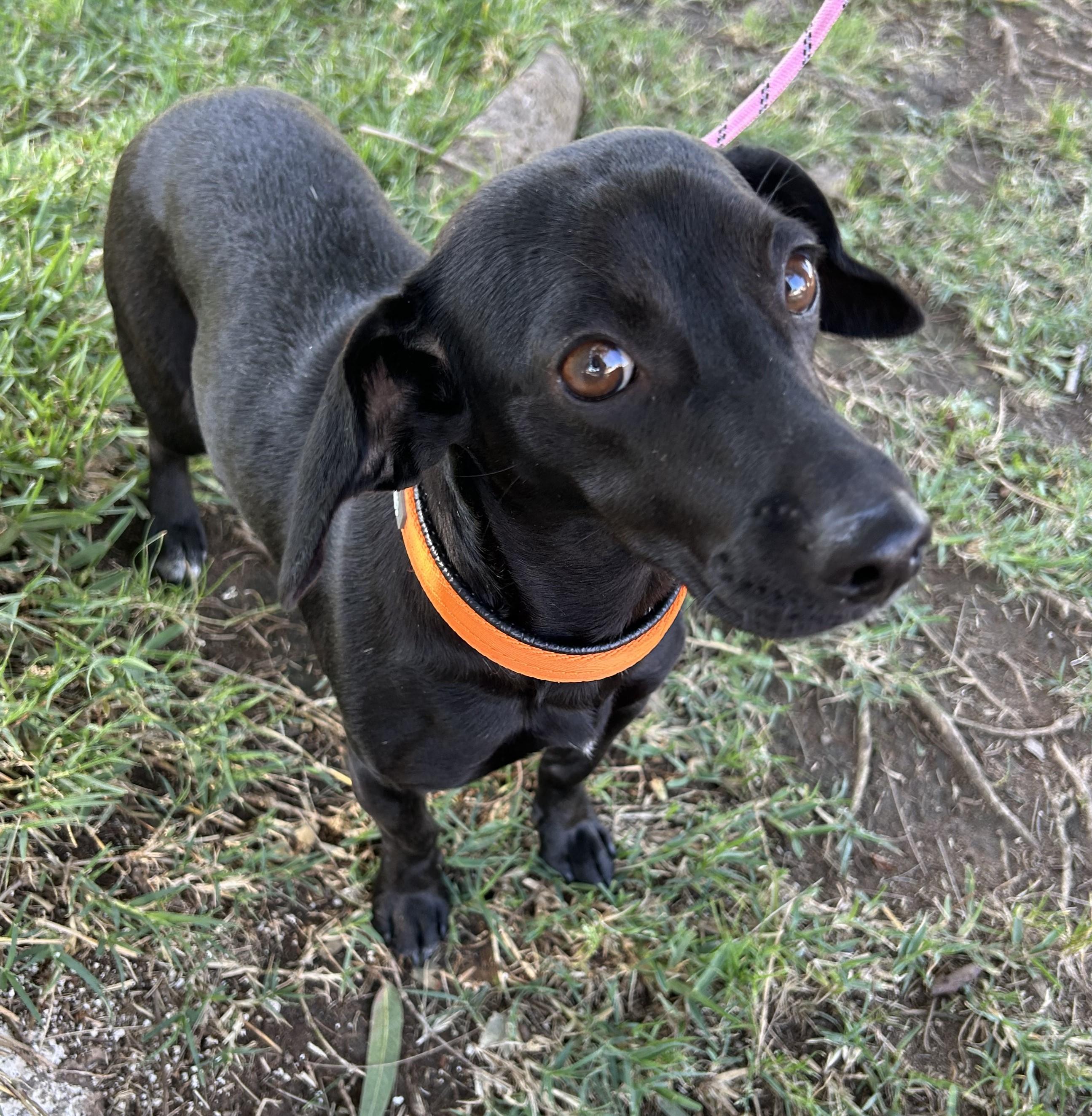 Enlarge MITZY, a ADOPTABLE mixed breed in Bell Gardens, CA image 3/6