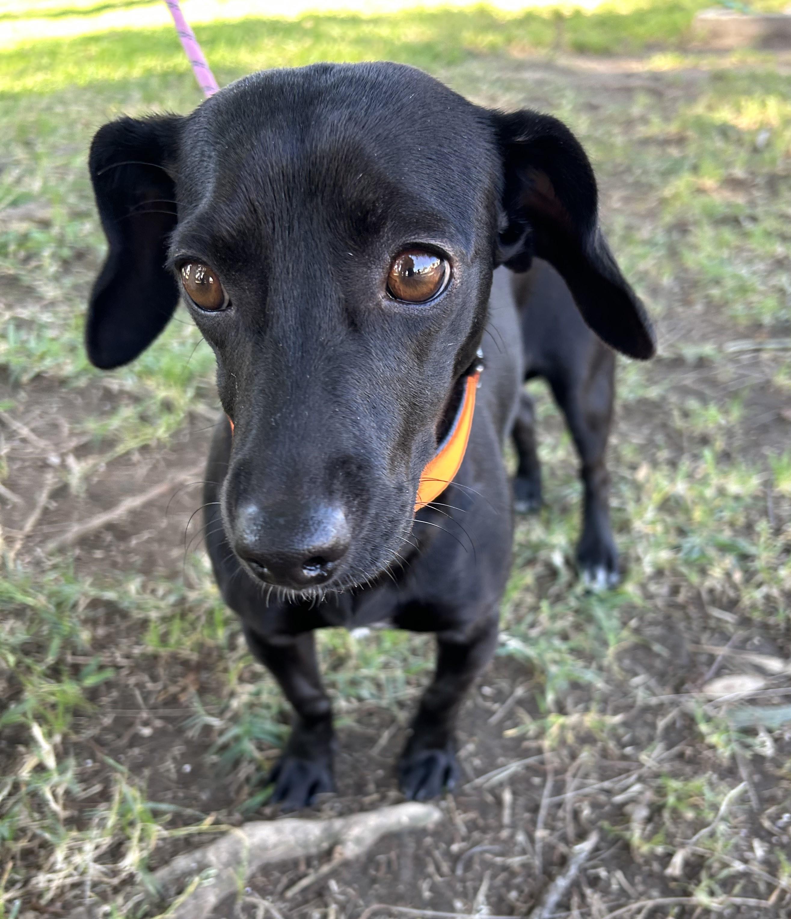 Enlarge MITZY, a ADOPTABLE mixed breed in Bell Gardens, CA image 5/6