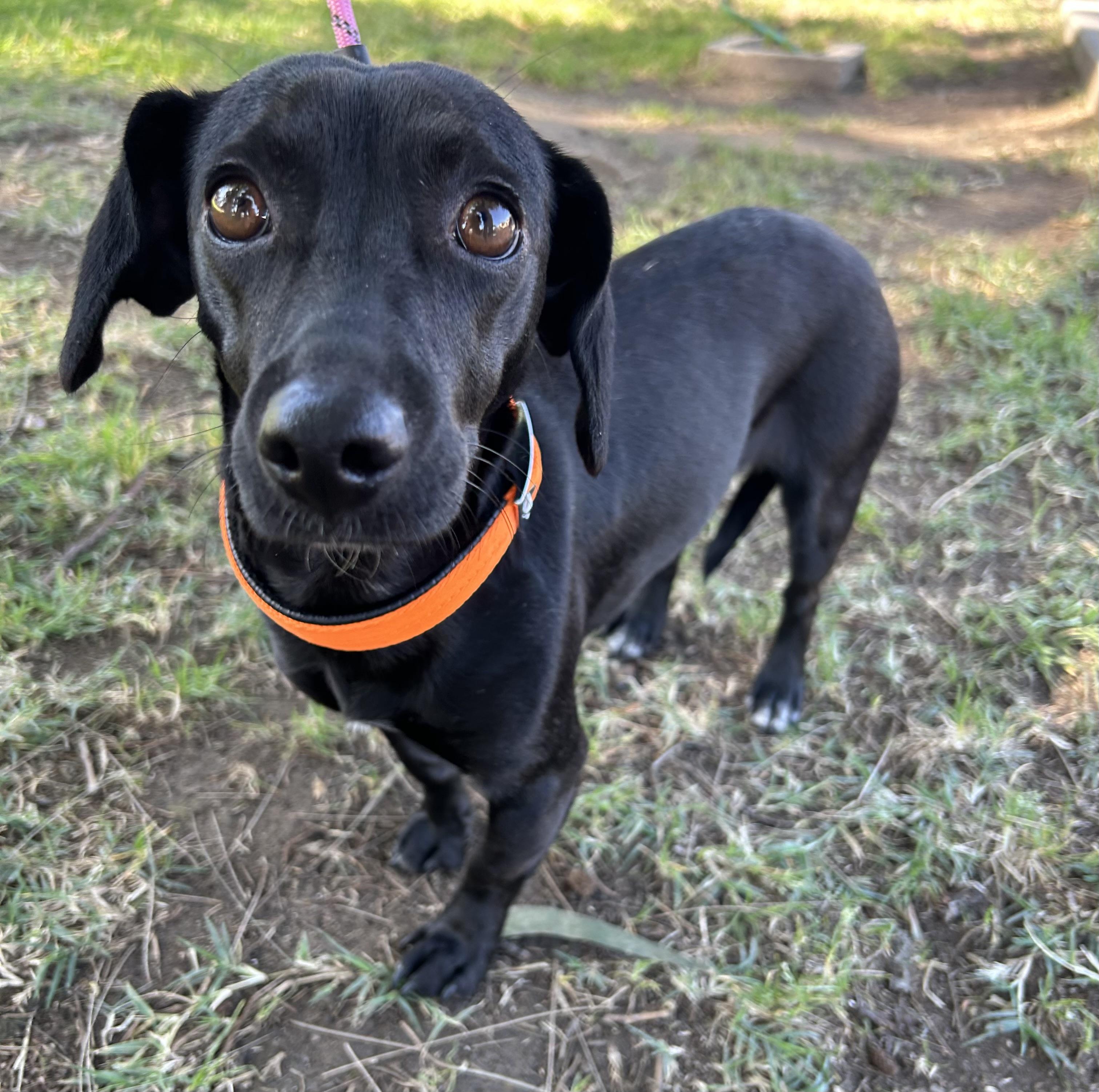 Enlarge MITZY, a ADOPTABLE mixed breed in Bell Gardens, CA image 2/6
