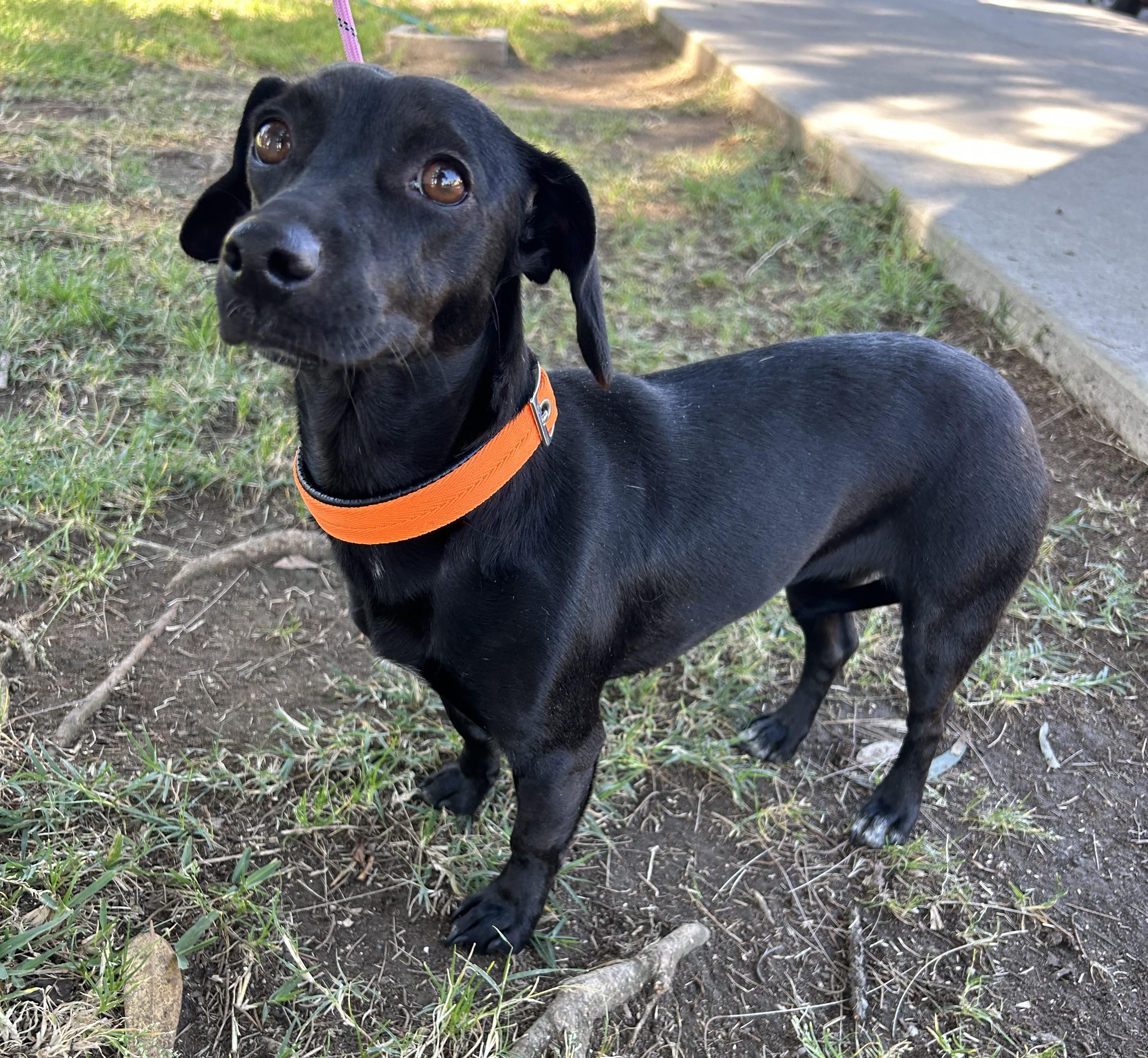 Enlarge MITZY, a ADOPTABLE mixed breed in Bell Gardens, CA image 1/6