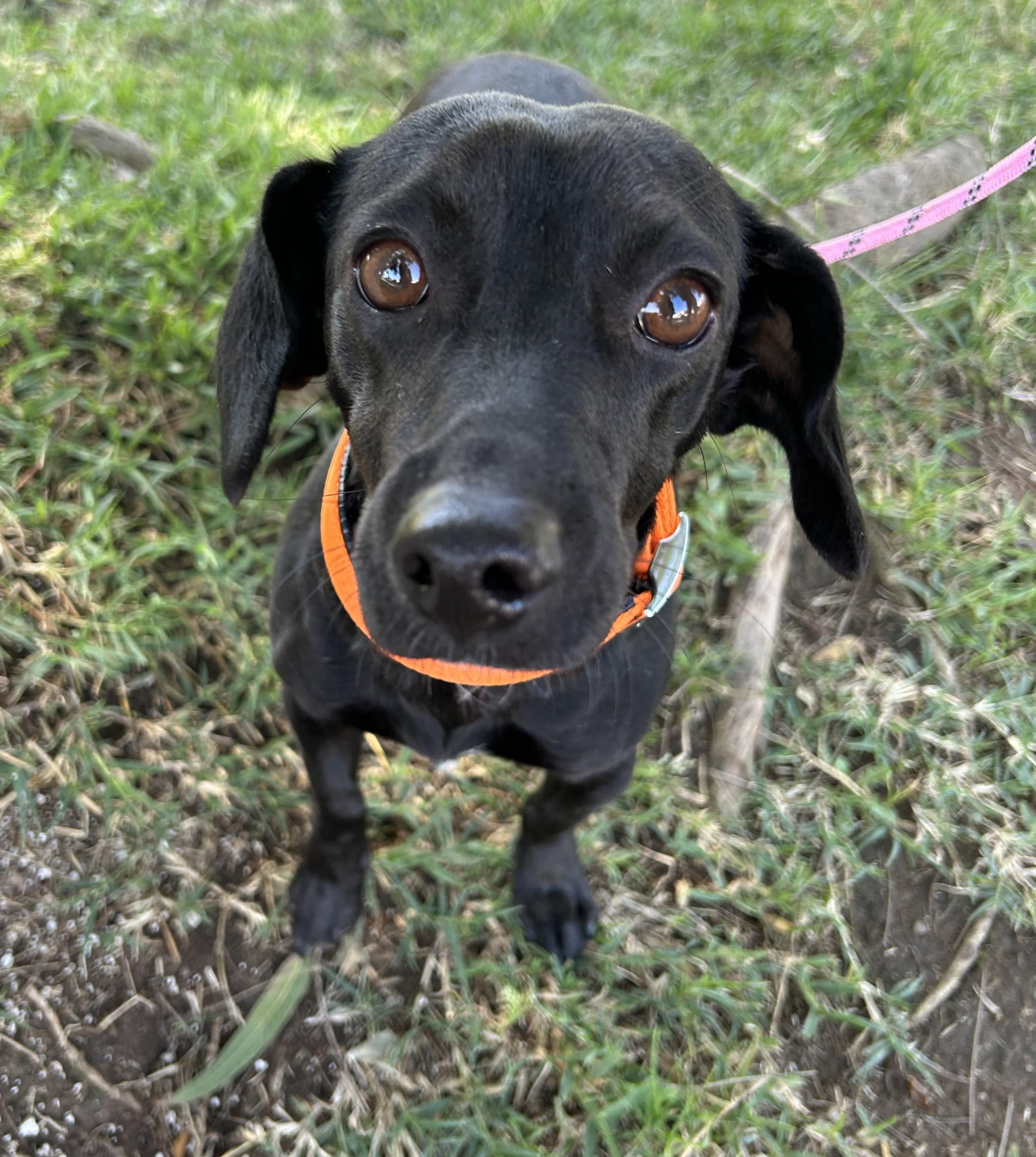 Enlarge MITZY, a ADOPTABLE mixed breed in Bell Gardens, CA image 4/6