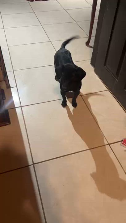 Enlarge MITZY, a ADOPTABLE mixed breed in Bell Gardens, CA video 6/6