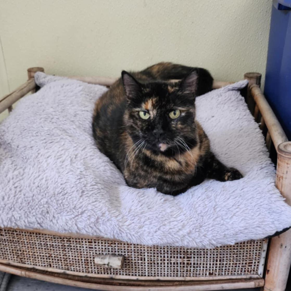 Shelley, Adult Female Tortoiseshell