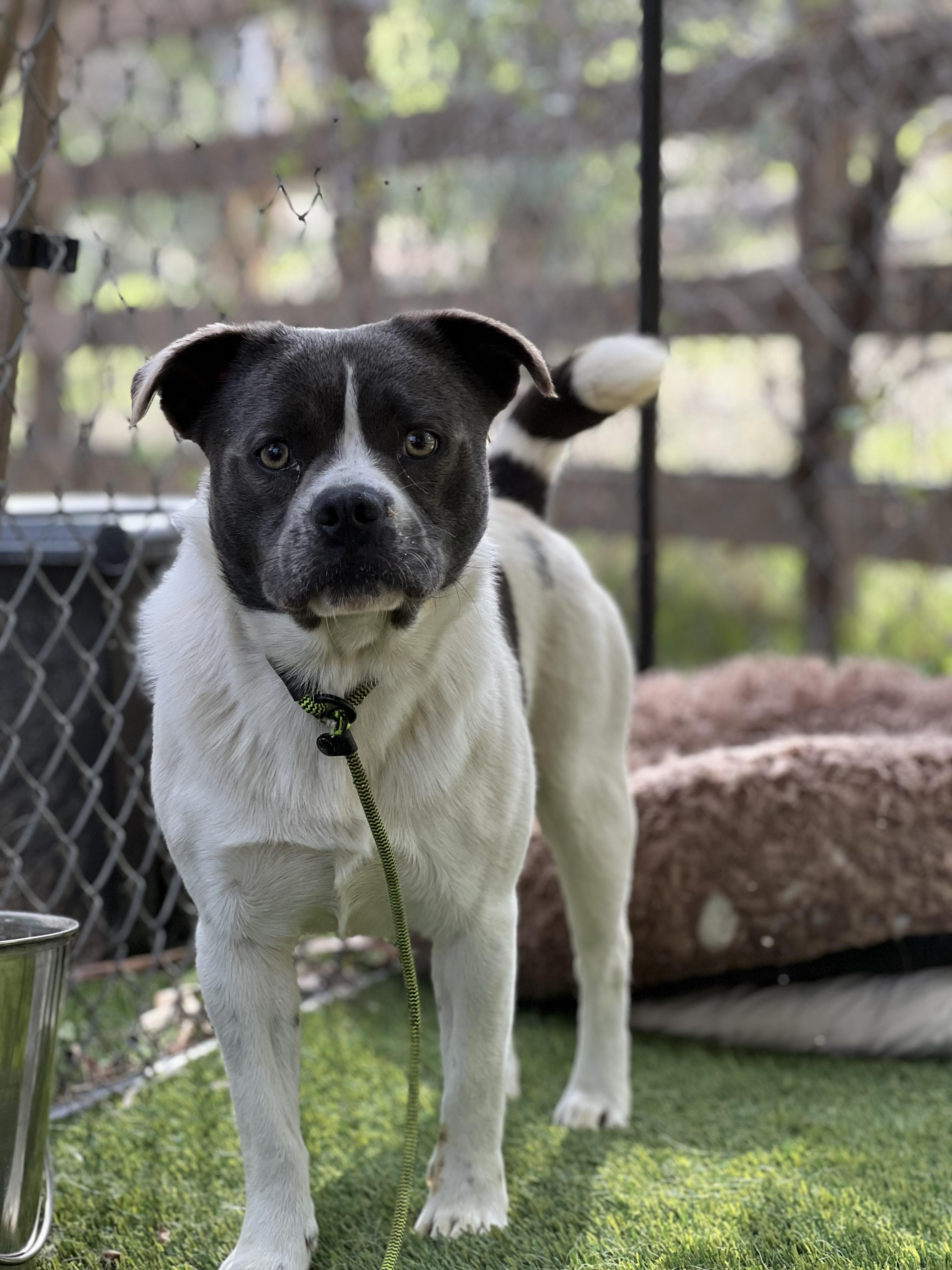 Rambo, a ADOPTABLE mixed breed in West Hollywood, CA image 2/2