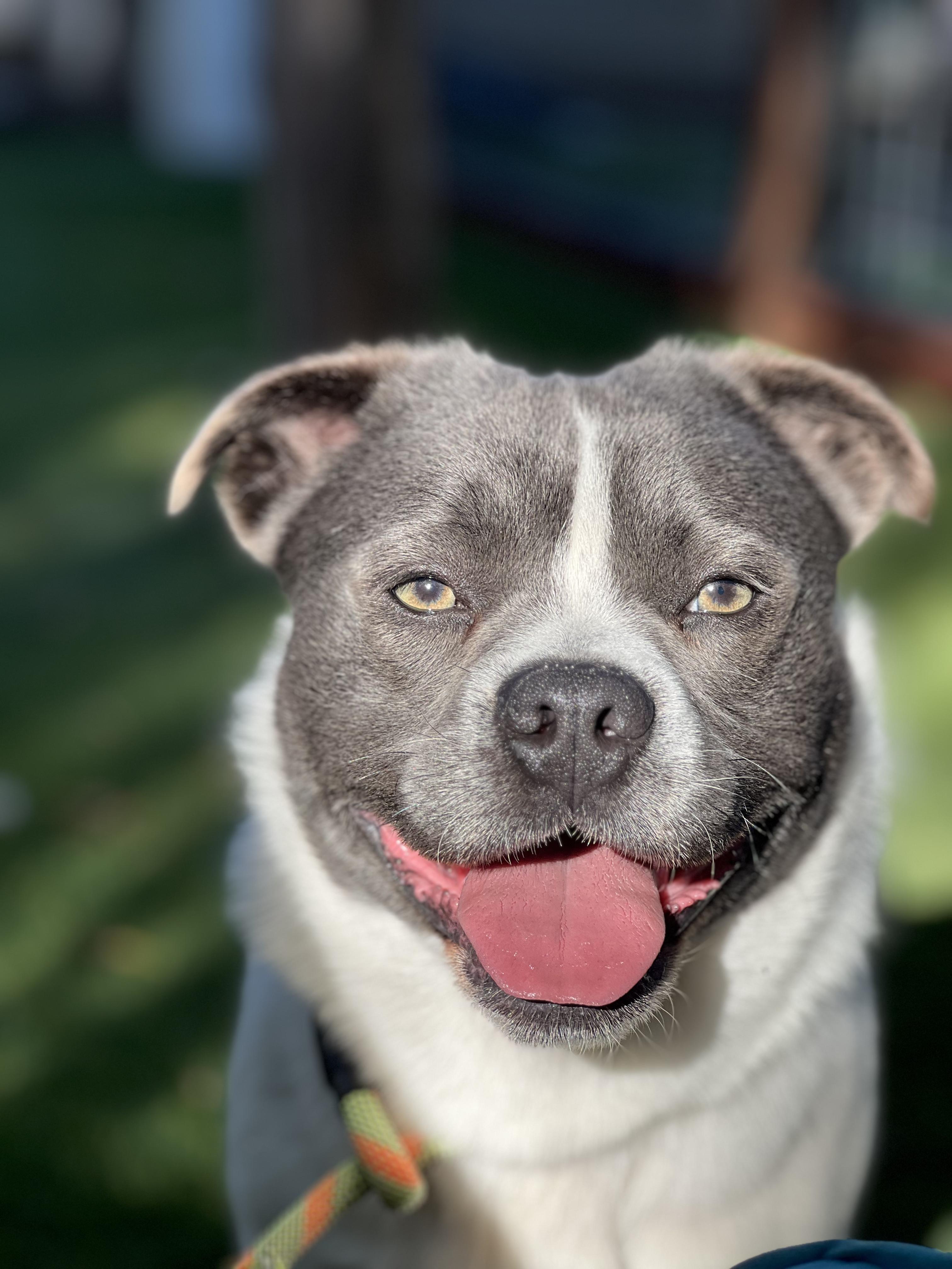 Rambo, ADOPTABLE, Young Male American Staffordshire Terrier & Pomeranian.