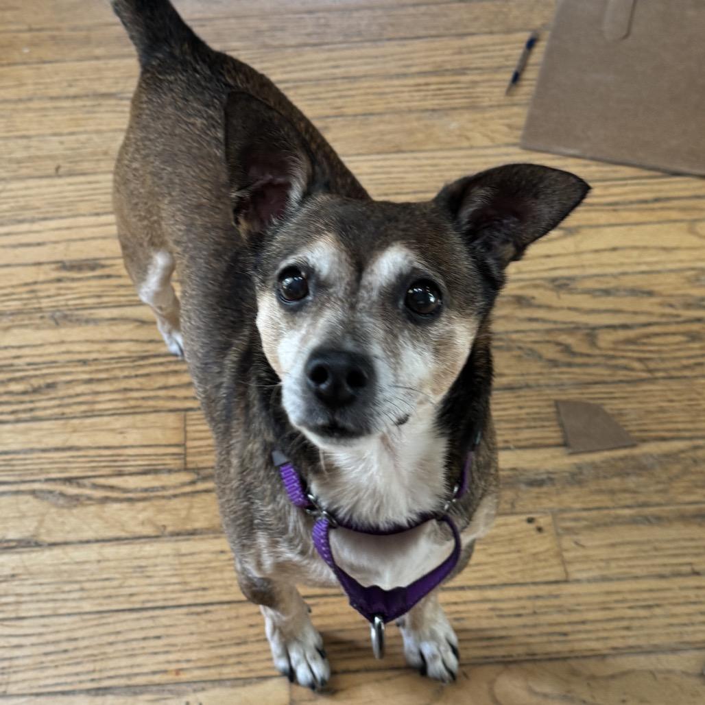 Remi, Adoptable, Senior Male Chihuahua.