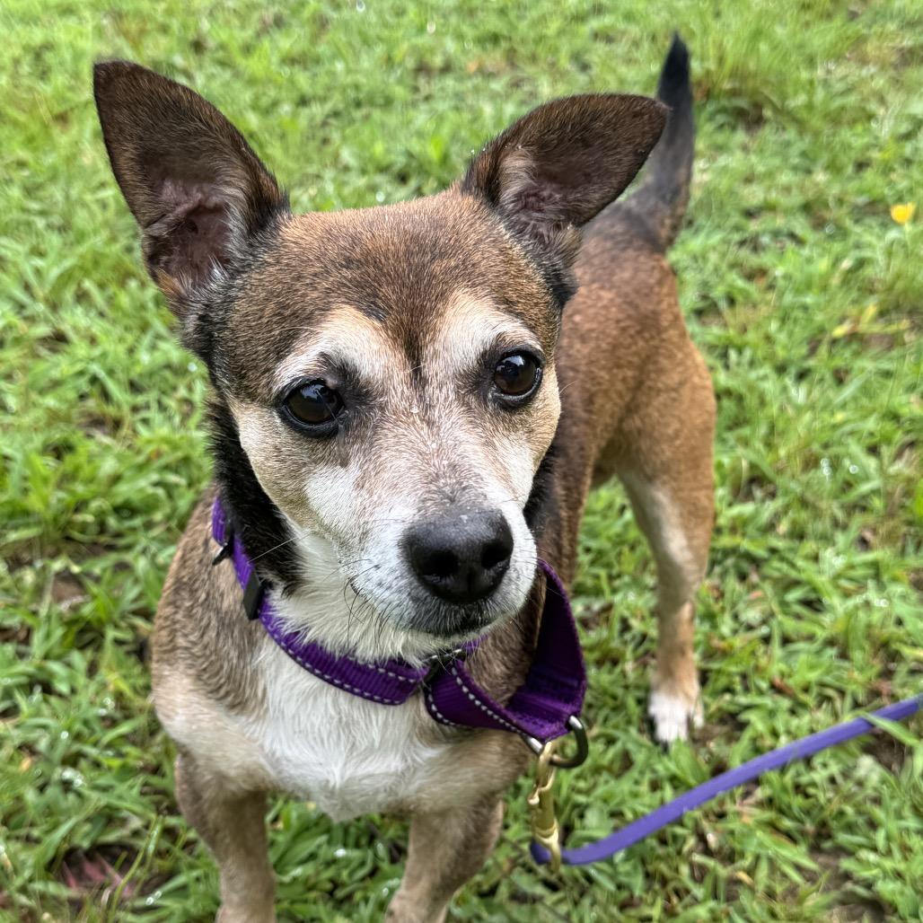 Remi, a Adoptable Chihuahua in Richmond, VA image 2/6