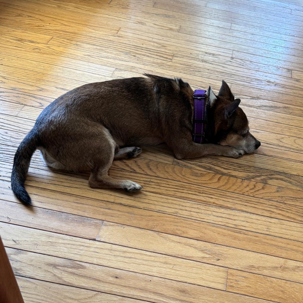 Remi, a Adoptable Chihuahua in Richmond, VA image 3/6