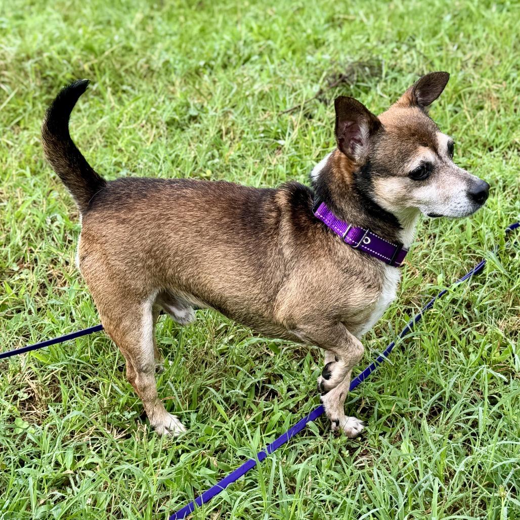 Remi, a Adoptable Chihuahua in Richmond, VA image 4/6