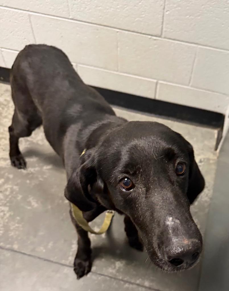 Ertha, Adoptable, Adult Female Mixed Breed.