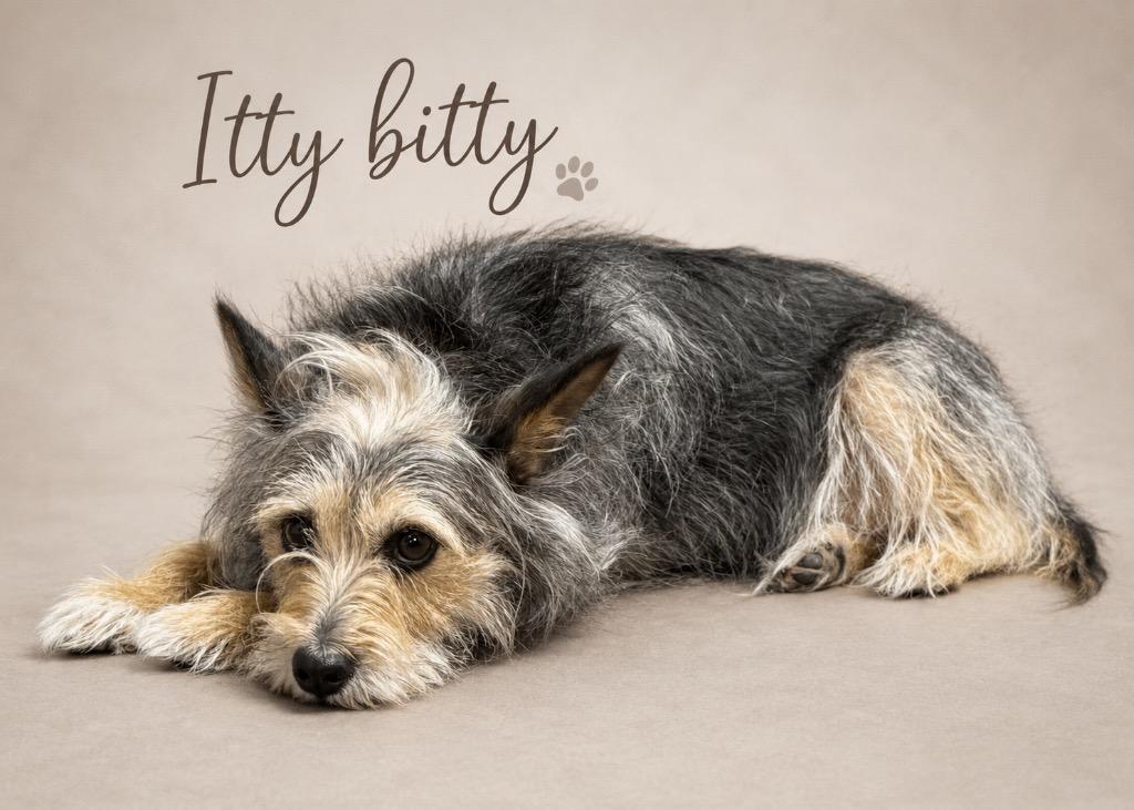 ITTY  BITTY, Adopted, Adult Female Yorkshire Terrier & Mixed Breed.