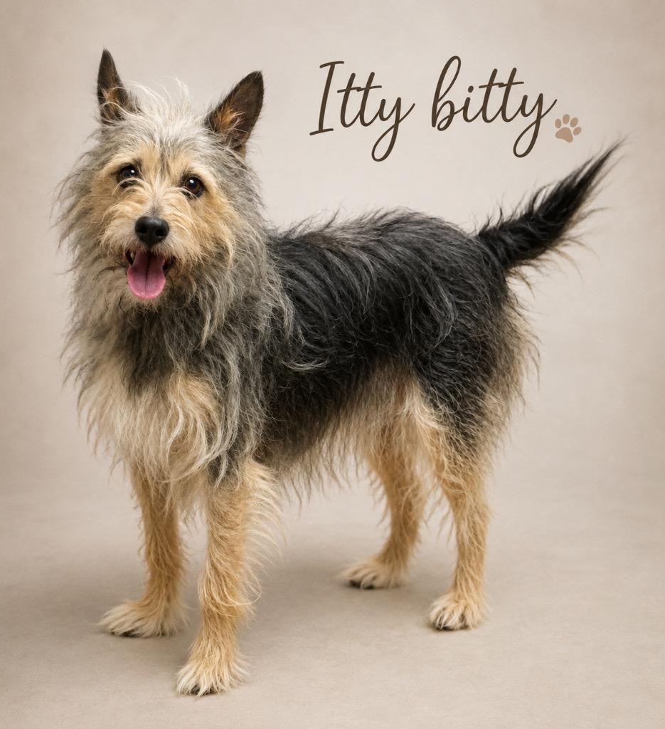 Enlarge ITTY  BITTY, a Adopted mixed breed in Crossville, TN image 2/3
