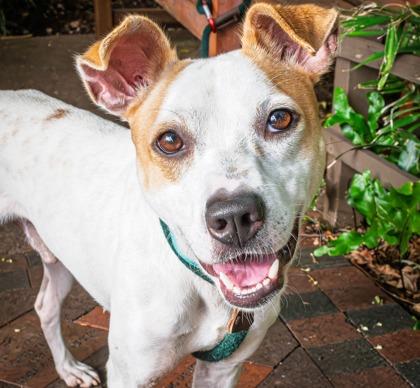 Hugo, Adoptable, Young Male Terrier & Mixed Breed.