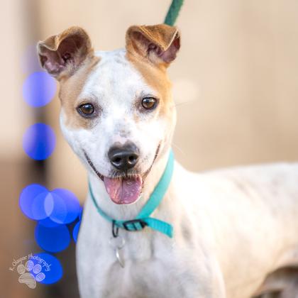 Enlarge Hugo, a Adoptable mixed breed in Honolulu, HI image 2/3