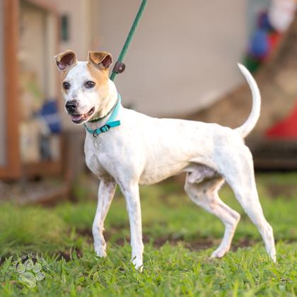 Enlarge Hugo, a Adoptable mixed breed in Honolulu, HI image 3/3