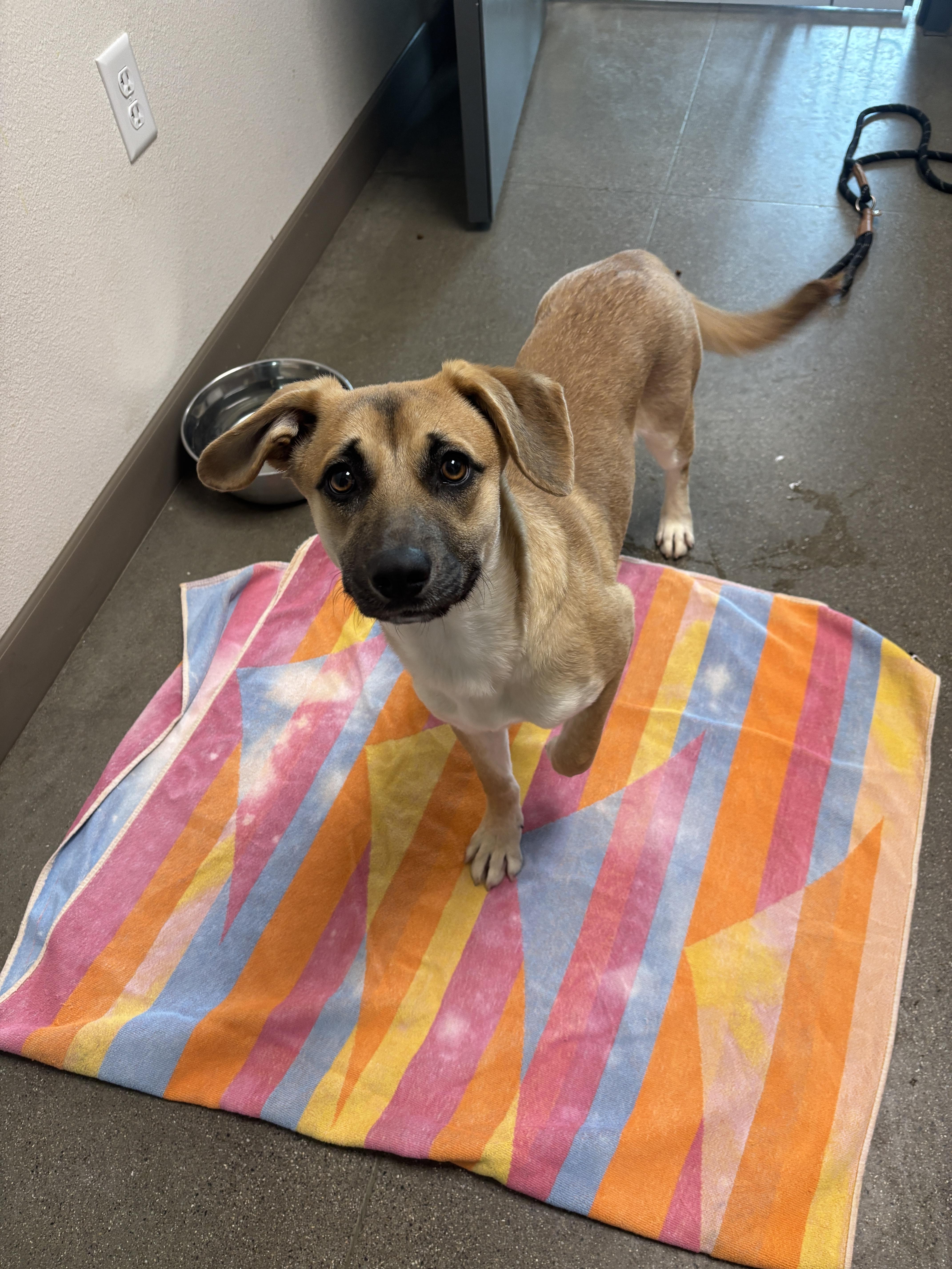 Jade, Adoptable, Young Female Belgian Shepherd / Malinois & Black Mouth Cur.