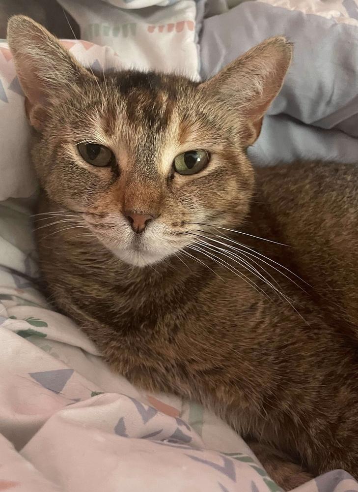 Charlotte, Adoptable, Adult Female Domestic Short Hair.