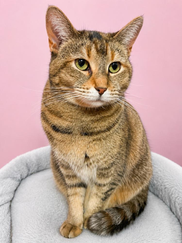 Charlotte, Adoptable, Adult Female Domestic Short Hair.
