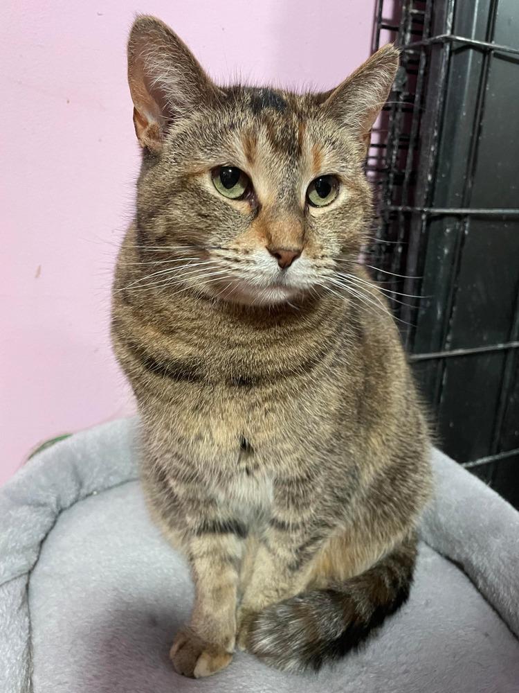 Charlotte, Adoptable, Adult Female Domestic Short Hair.