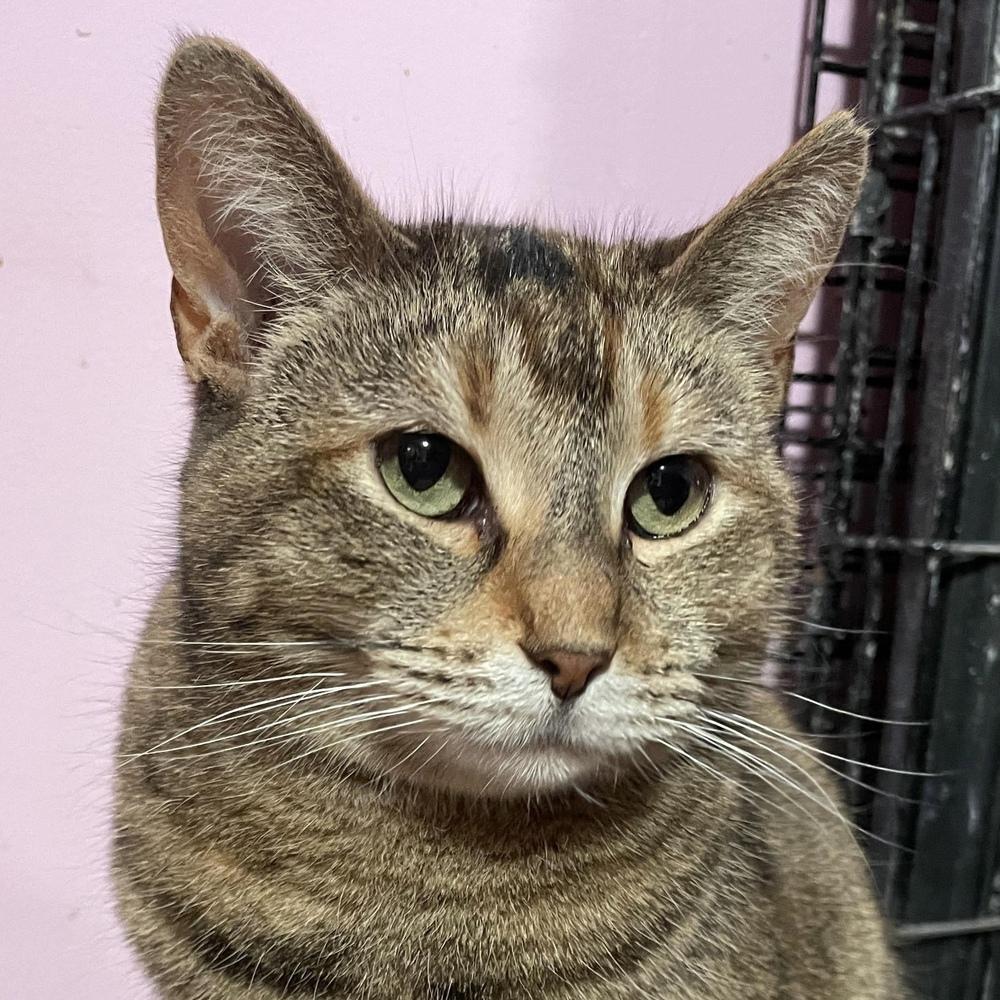 Charlotte, a Adoptable Domestic Short Hair in Chicago, IL image 2/6