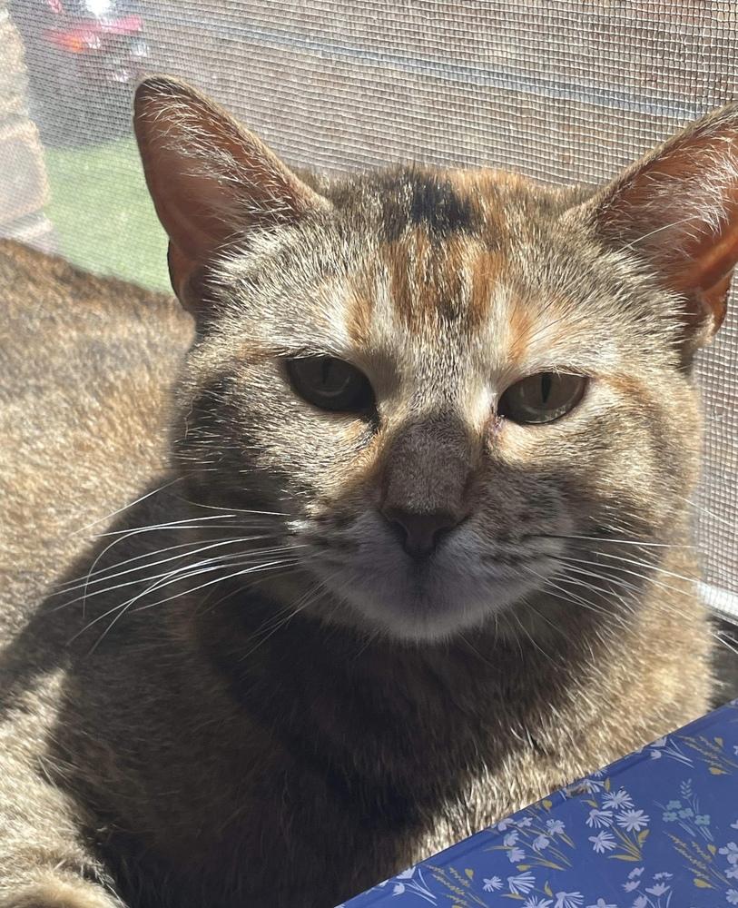 Charlotte, a Adoptable Domestic Short Hair in Chicago, IL image 3/6