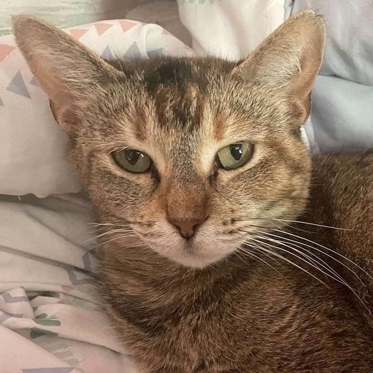 Charlotte, a Adoptable Domestic Short Hair in Chicago, IL image 4/6