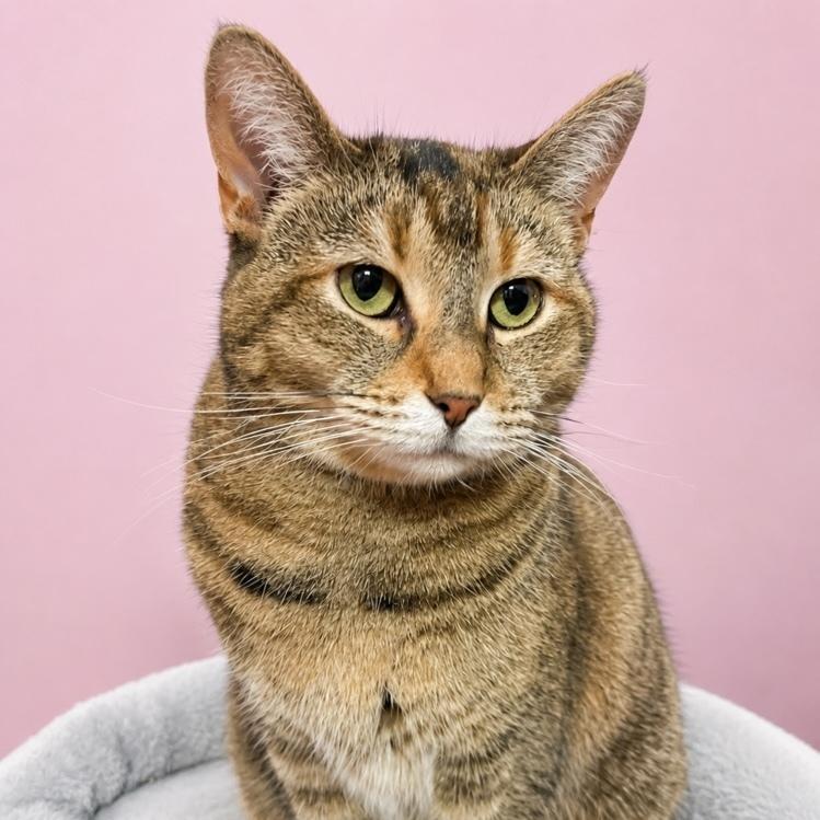 Charlotte, a Adoptable Domestic Short Hair in Chicago, IL image 4/6