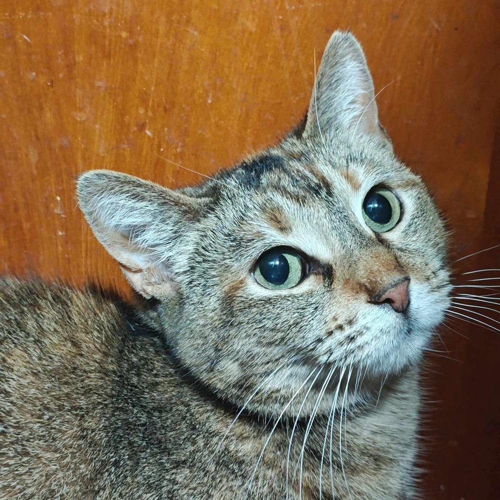 Charlotte, a Adoptable Domestic Short Hair in Chicago, IL image 5/6