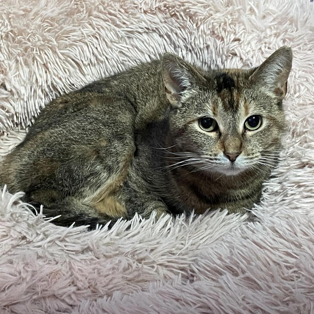 Charlotte, a Adoptable Domestic Short Hair in Chicago, IL image 6/6