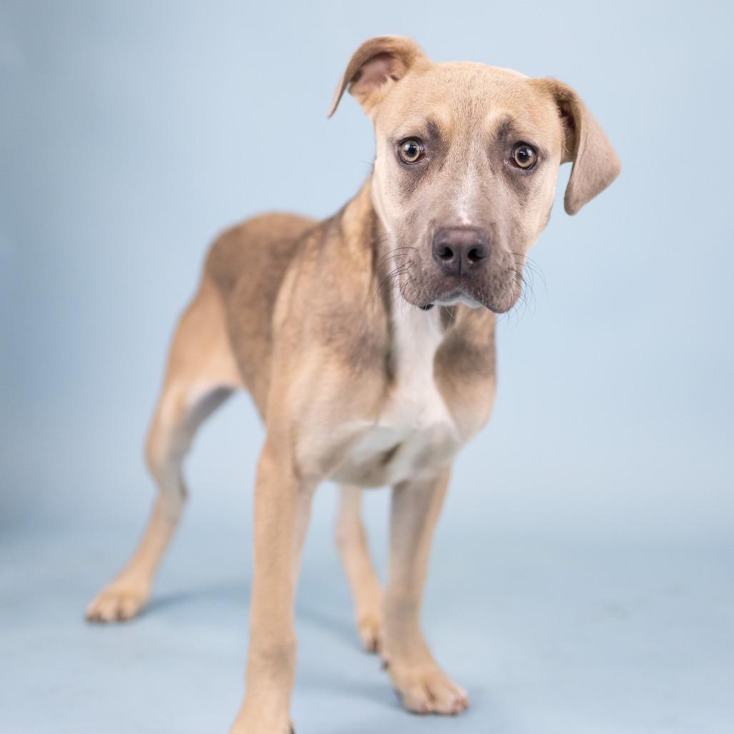 Risk, Adoptable, Young Female Mixed Breed.