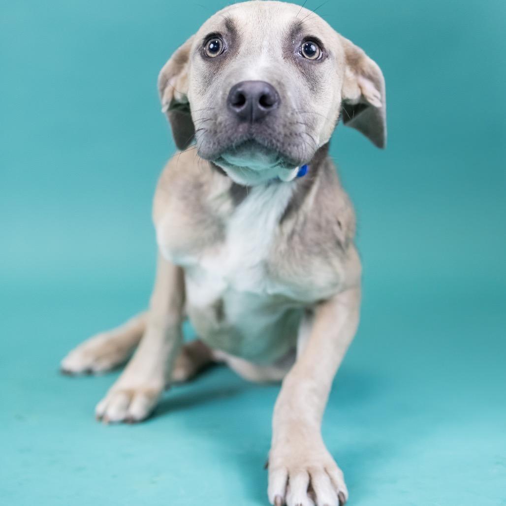 Risk, a Adoptable Mixed Breed in Portland, OR image 2/4