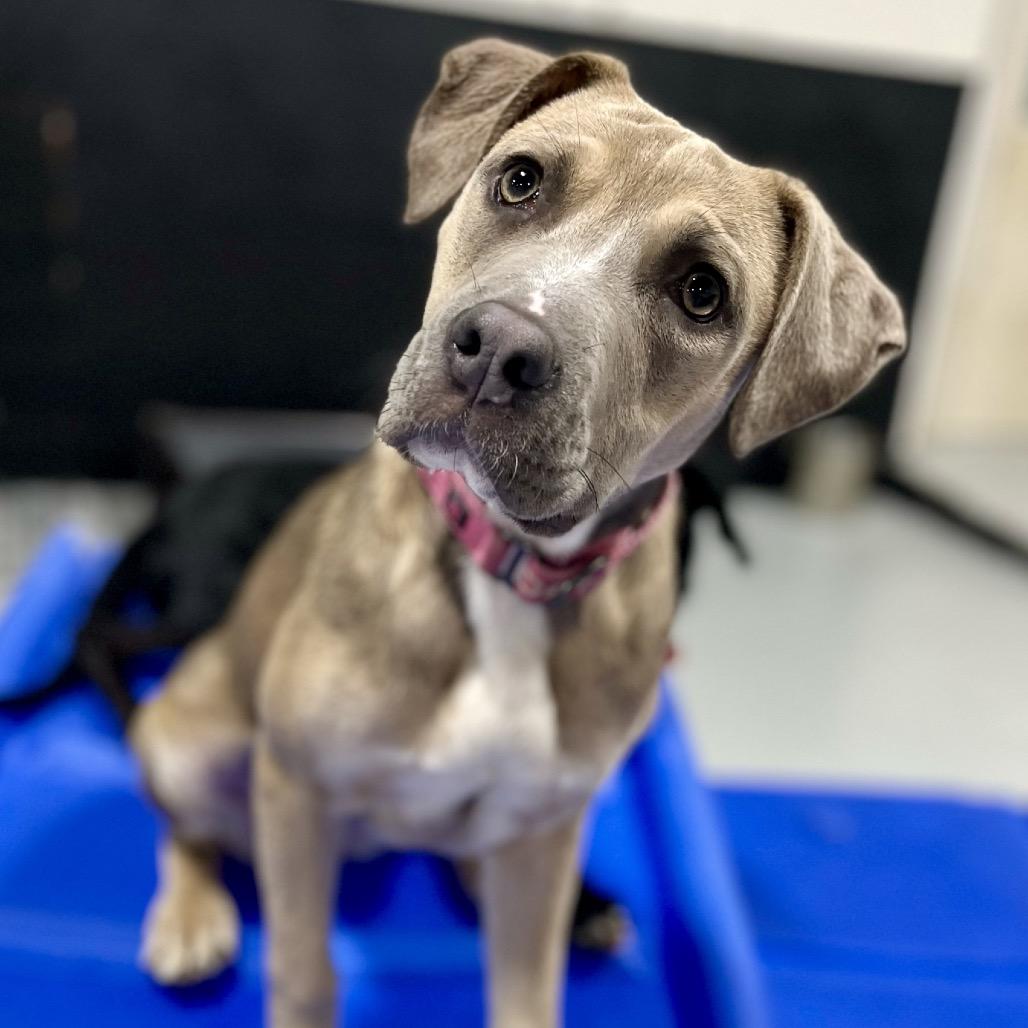 Risk, a Adoptable Mixed Breed in Portland, OR image 3/4