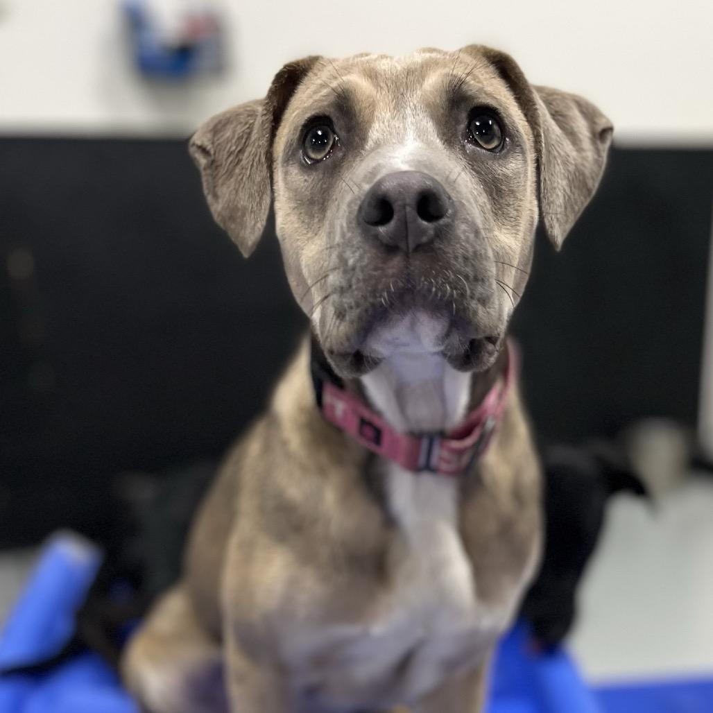 Risk, a Adoptable Mixed Breed in Portland, OR image 4/4