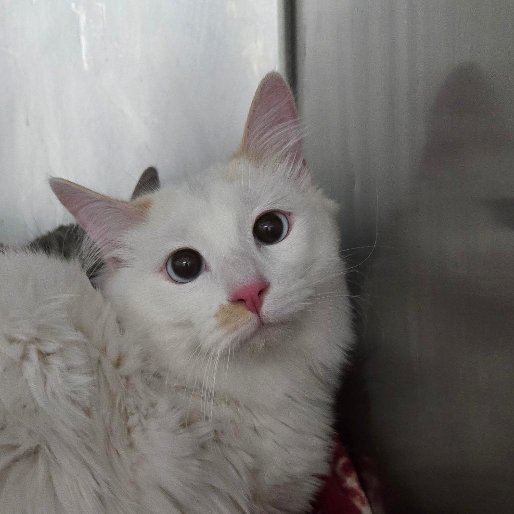 Taylor, Adoptable, Young Male Domestic Long Hair.