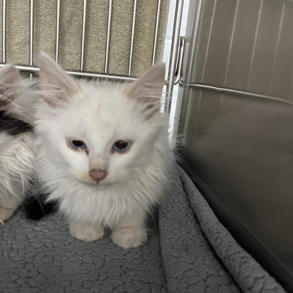 Enlarge Taylor, a Adoptable Domestic Long Hair in Idaho Falls, ID image 2/2
