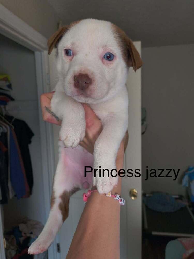 Princess "Jazzy", Adopted, Puppy Female Pit Bull Terrier.