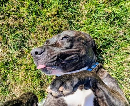 Enlarge Ophelia, a Adoptable mixed breed in Independence, MO image 1/2