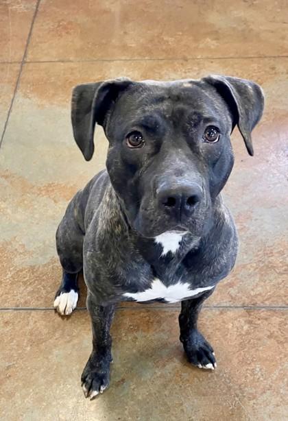 Enlarge Ophelia, a Adoptable mixed breed in Independence, MO image 1/1